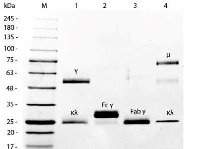 SDS-PAGE: Mouse IgG Isotype Control [Biotin] [NBP1-97078]